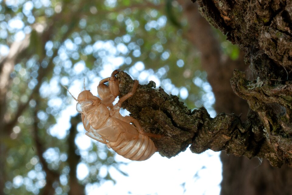 Insects nature chrysalis