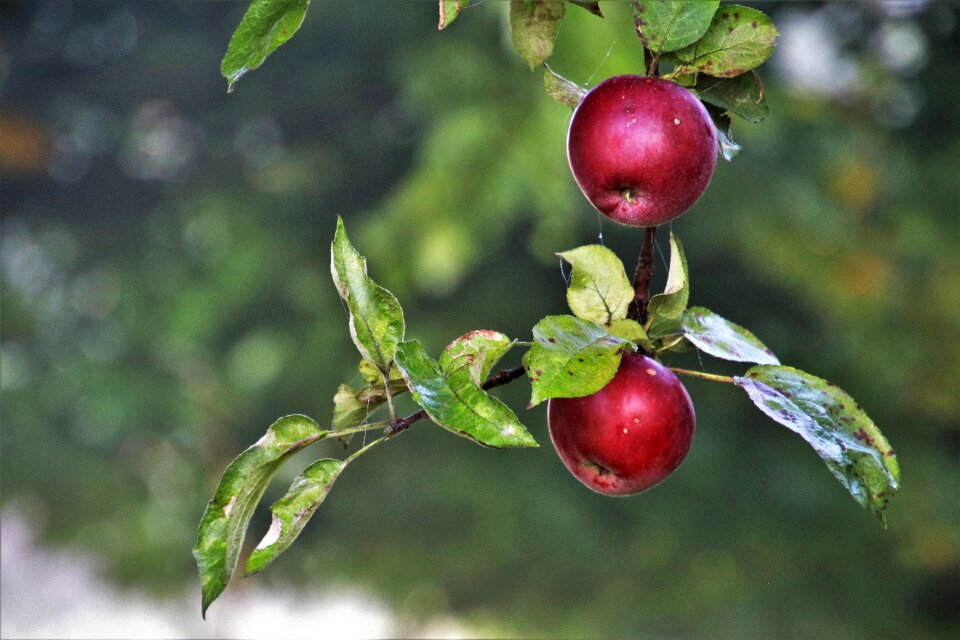 Fresh garden mature