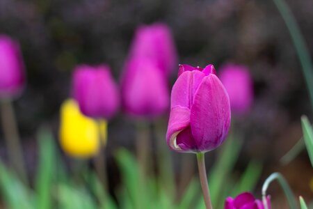 Season garden tulip photo