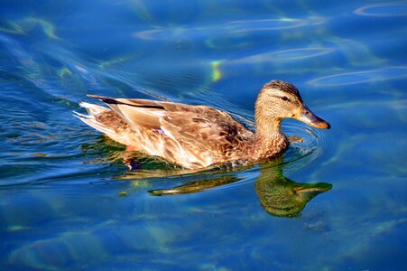 Winged bird nature photo