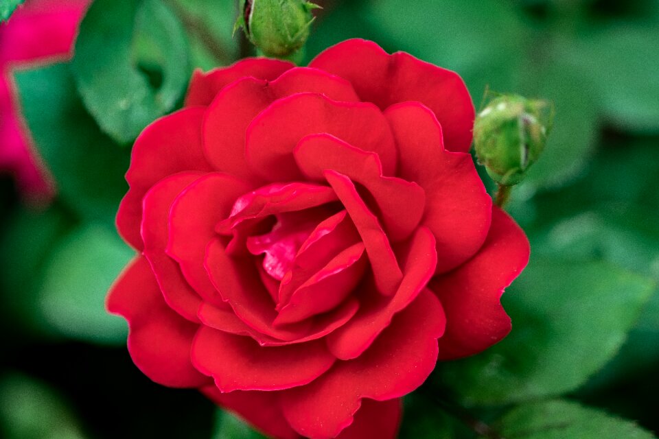 Blossom petals rose