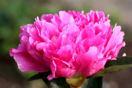 Pink spring-flowering garden