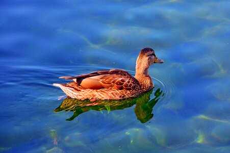 Winged bird nature photo