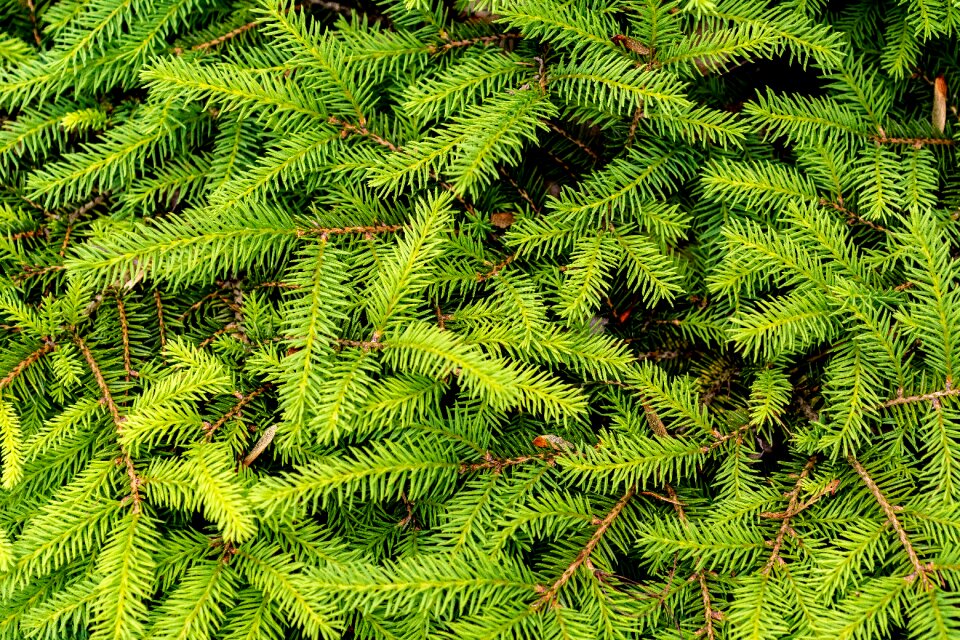 Forest branch needles