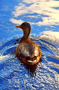 Winged bird nature photo