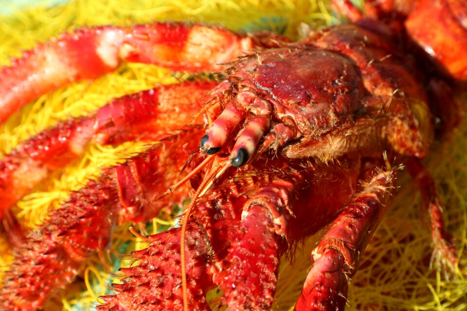 Dead discarded crayfish