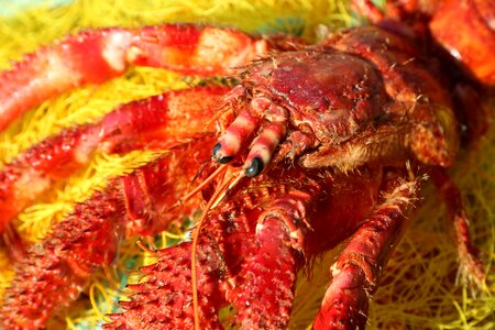 Dead discarded crayfish
