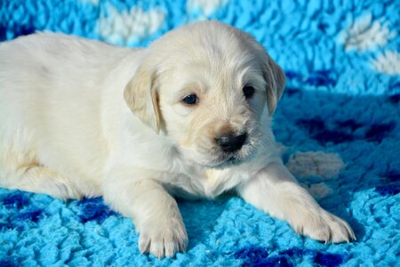 Dog mister blue sky pet dog animal photo