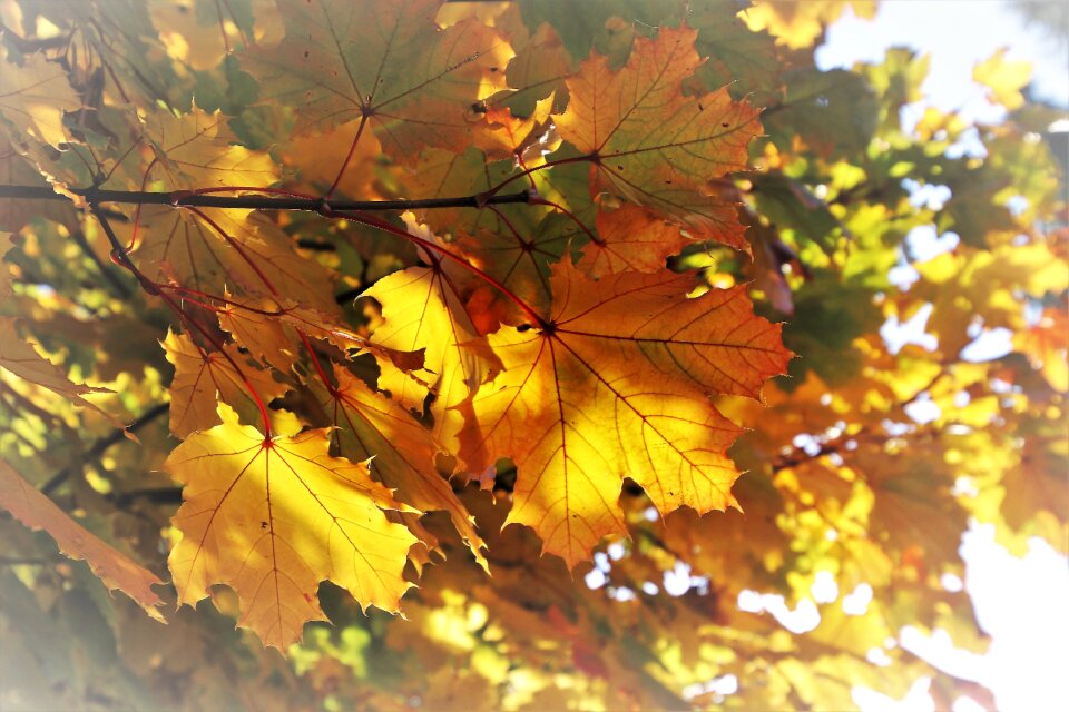 Foliage plant mood