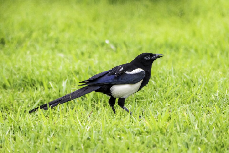 Wildlife outdoors animal
