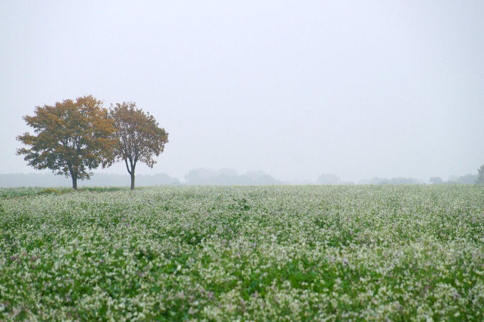 Landscape nature fields