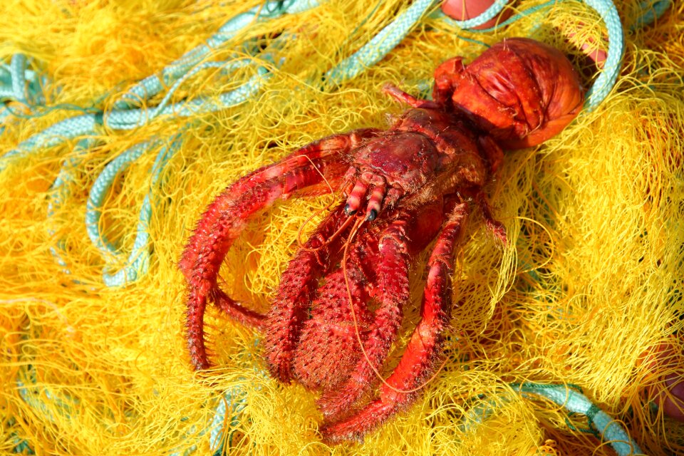 By-catch dead discarded