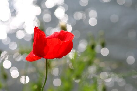Red fields field