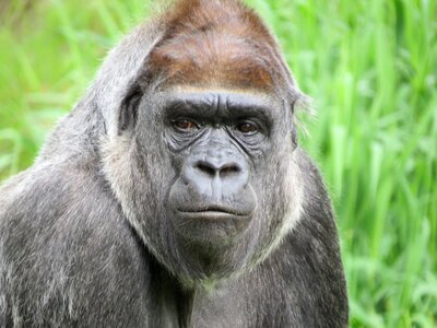 Animal world ape mammal