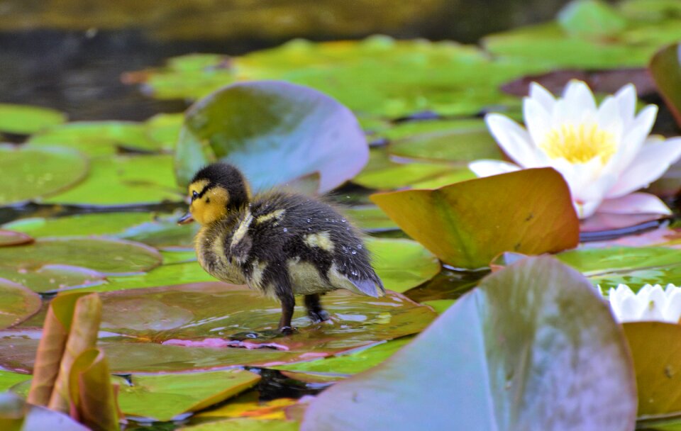 Nature pond ducks