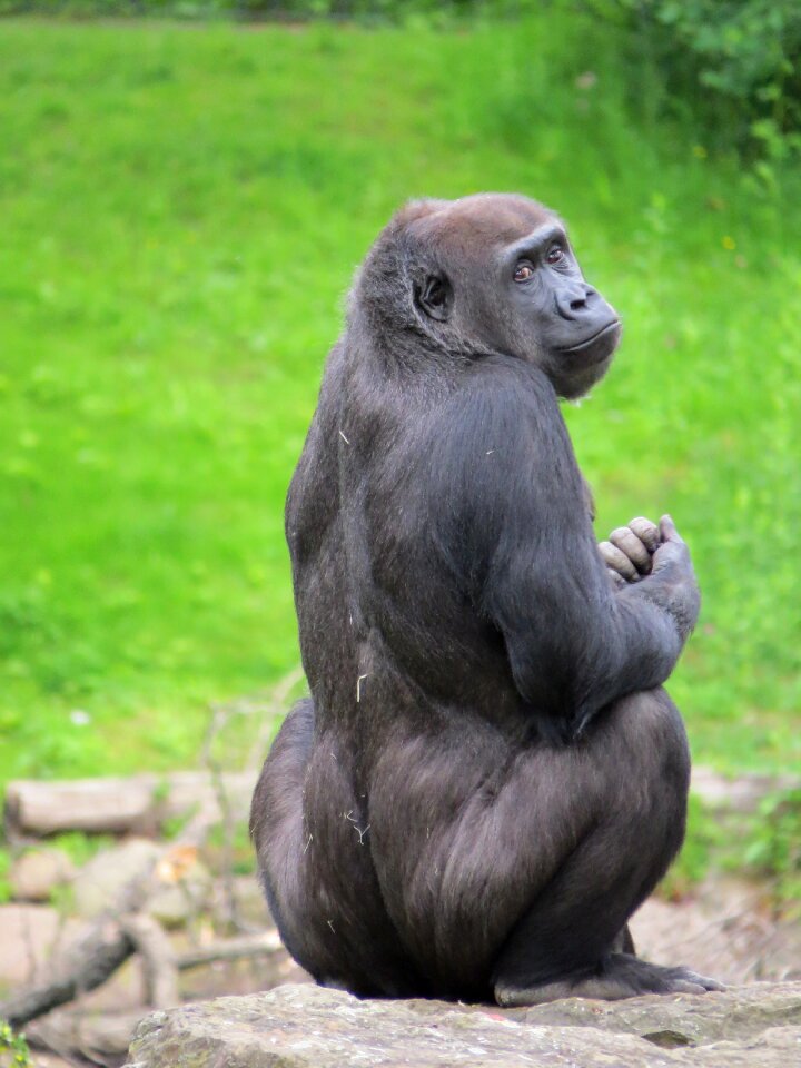 Monkey animal world ape