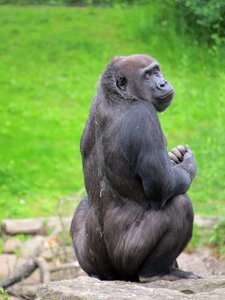 Monkey animal world ape