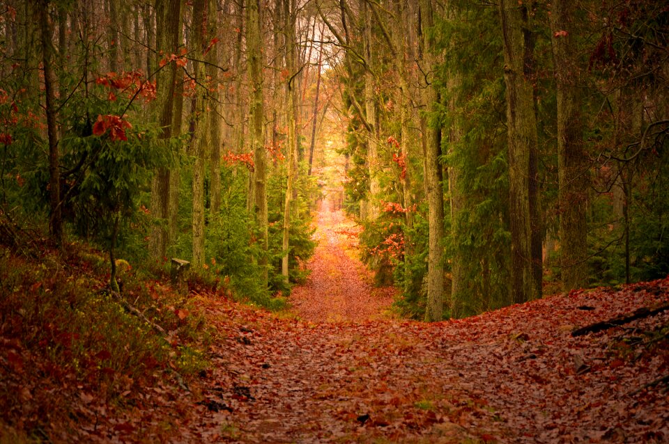 Nature autumn landscape