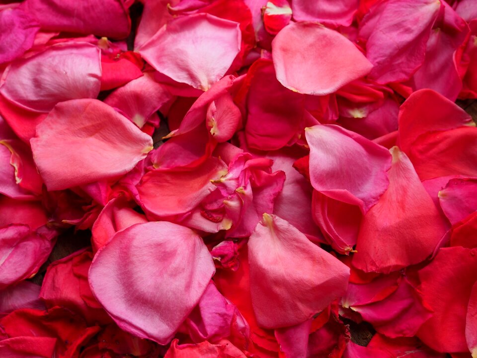 Romance love nature