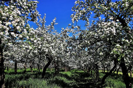 Flower season nature