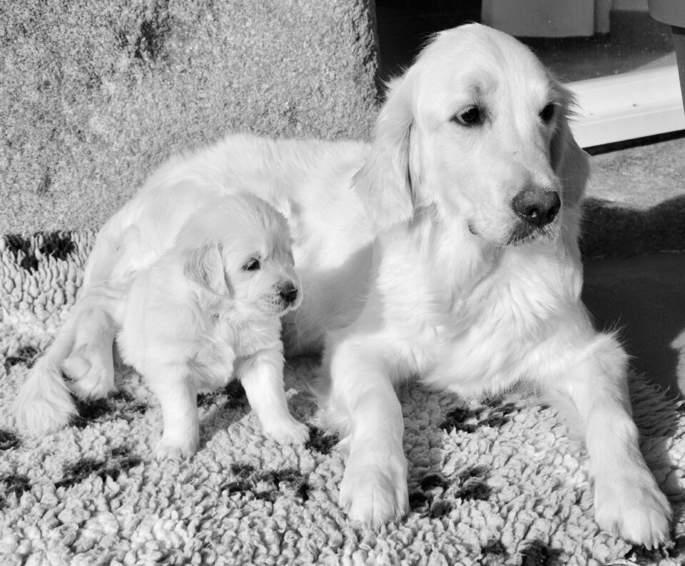 Black and white photo golden retriever puppy female golden retriever