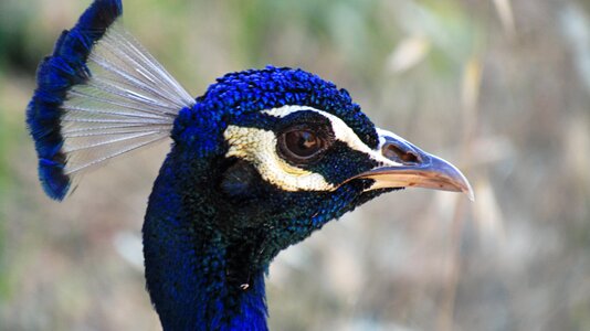 Colorful pen plumage