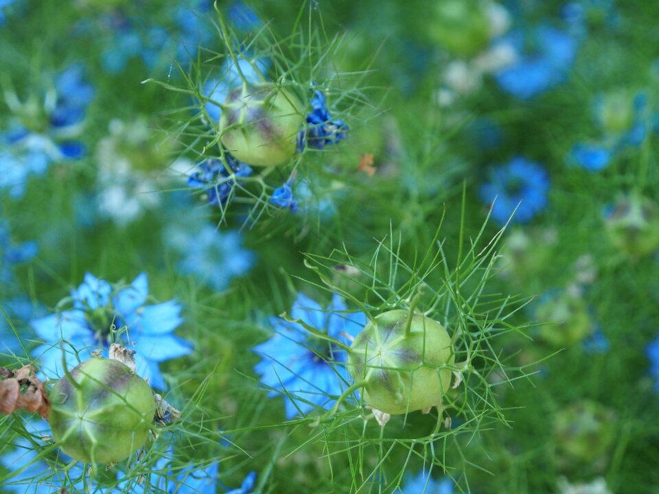 Flowers pure blue