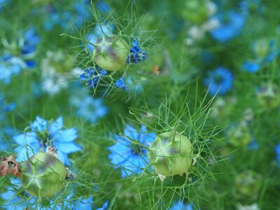 Flowers pure blue