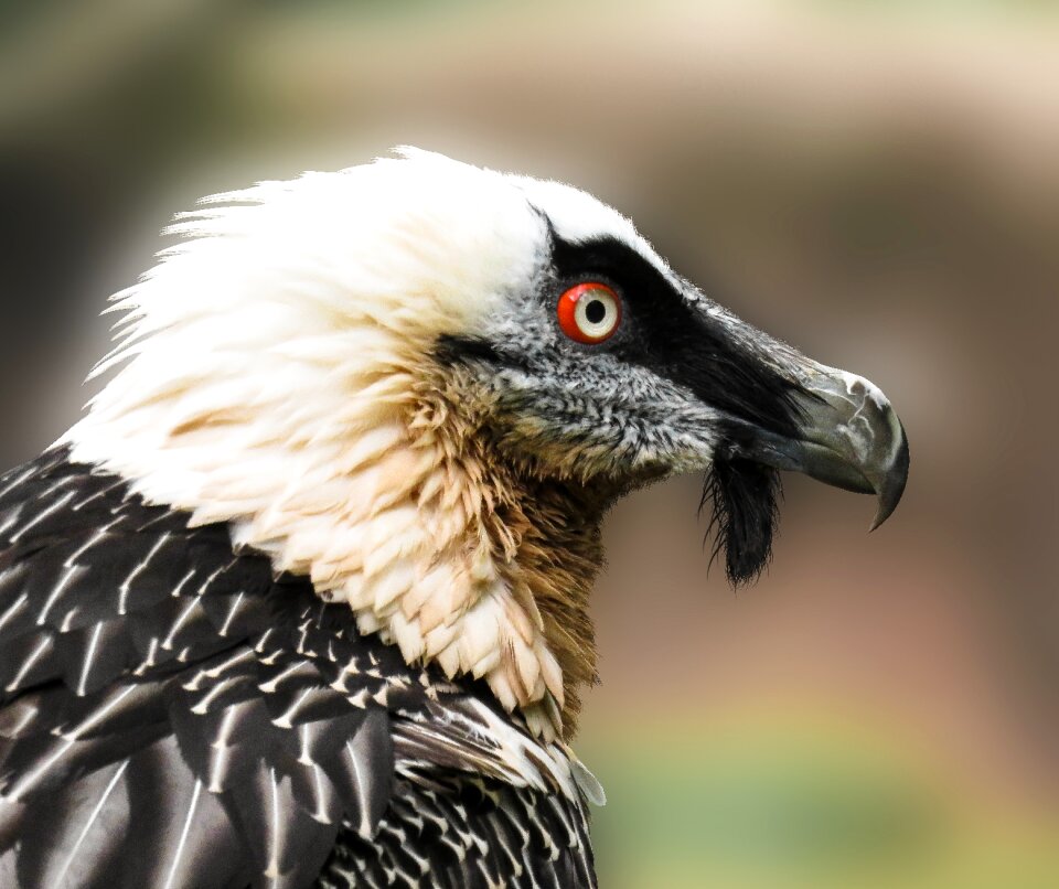 Bearded vulture animal portrait tiergarten nürnberg photo