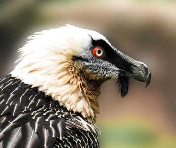Bearded vulture animal portrait tiergarten nürnberg