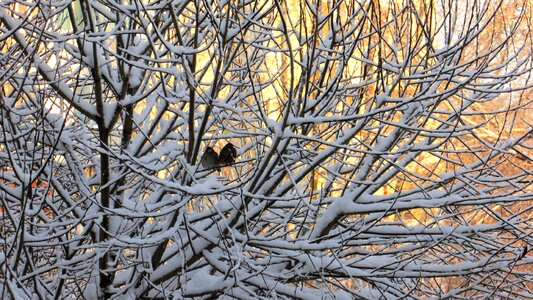 Coldly tree snow photo