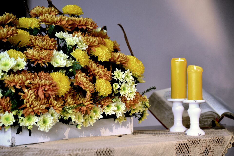 Asters chrysanthemums autumn