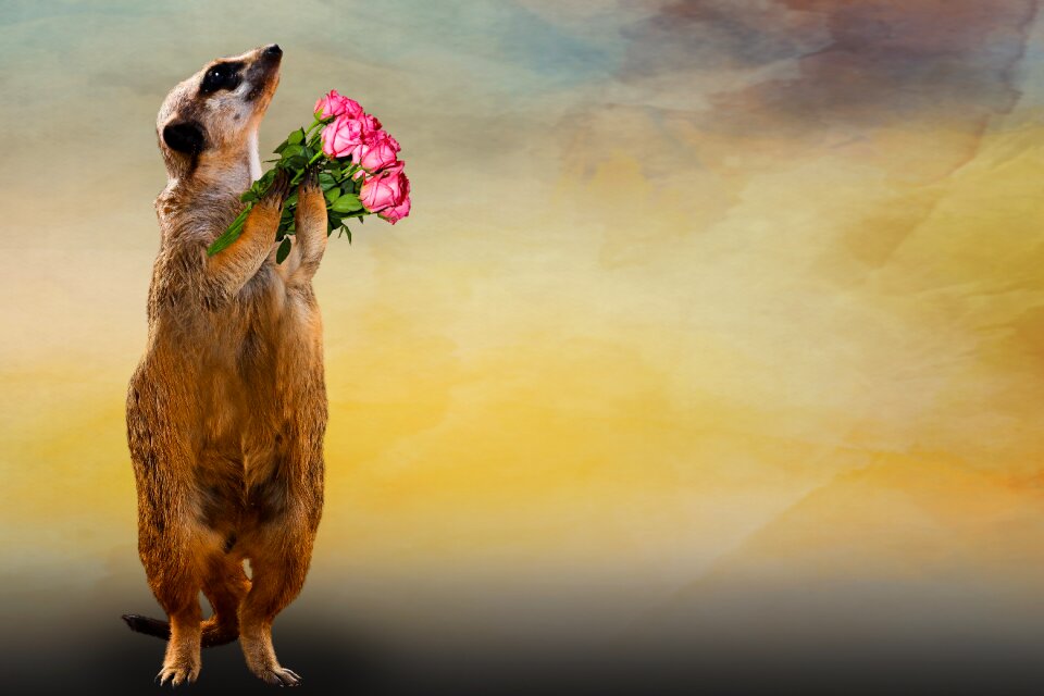 Thank you greeting card love