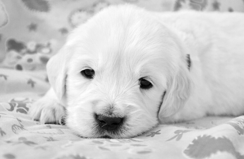 Dog portrait golden retriever pup photo