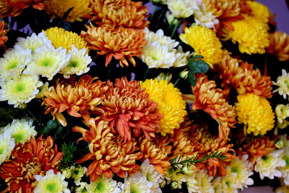 Autumn garden flowers