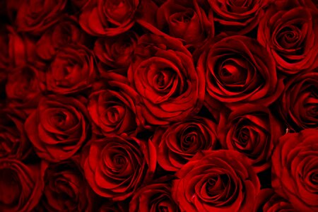 Red valentine morning