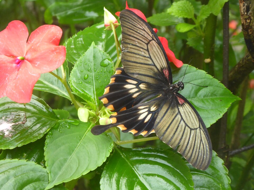 Nature insect bloom