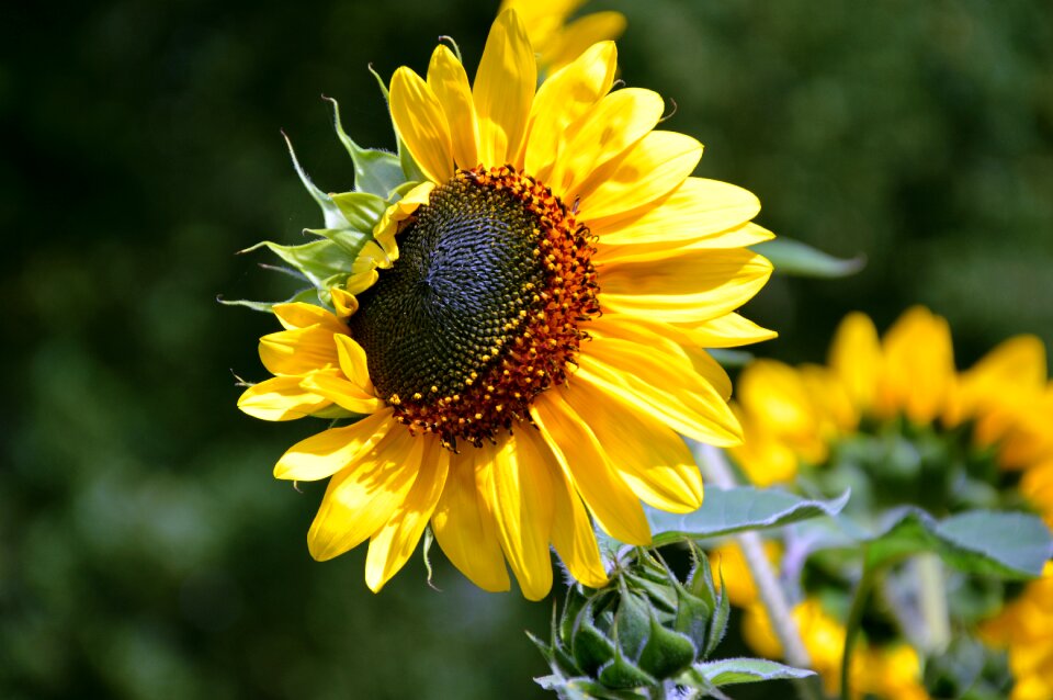Yellow blossom bloom