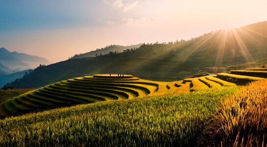 Field rice field rice photo