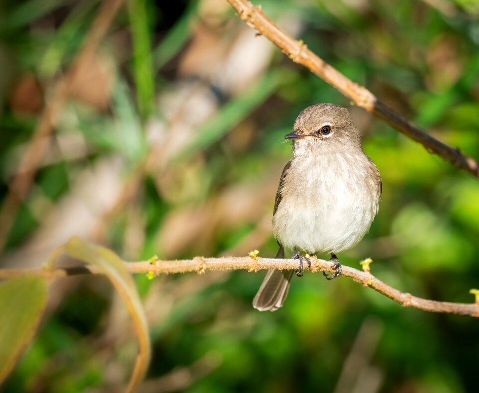 Flycatcher nature branch