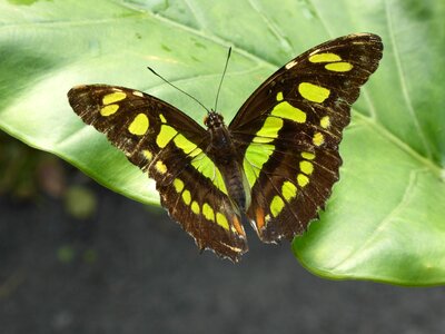 Nature insect colorful
