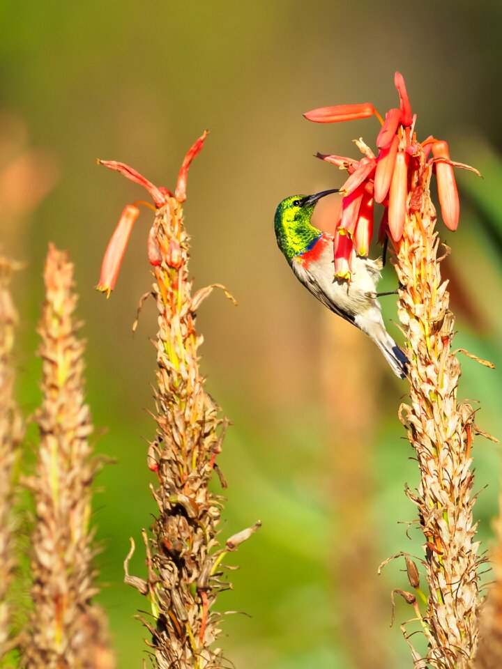 Avian sunbird songbird