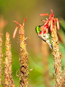 Avian sunbird songbird photo