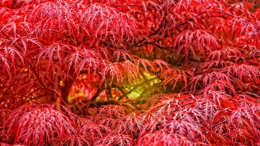 Autumn september red
