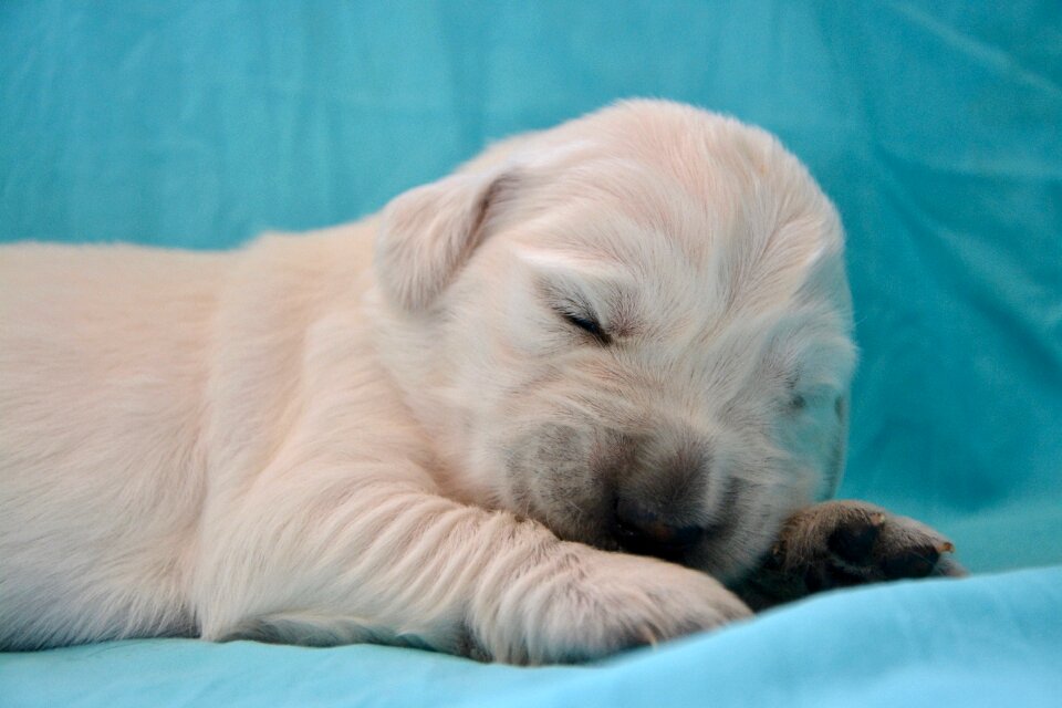 Puppy sleeping pet dog portrait photo