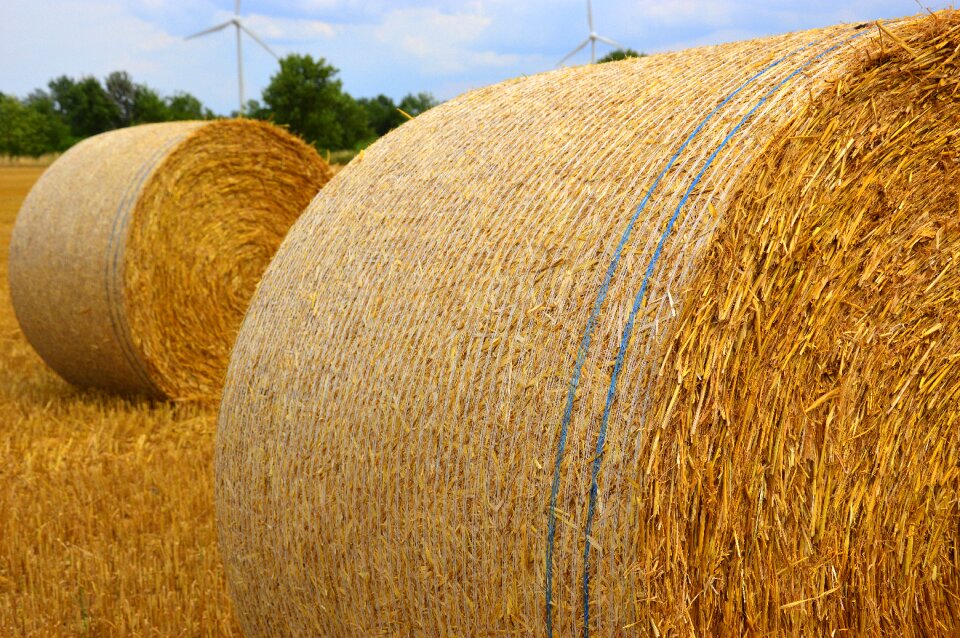 Straw bales harvest agriculture