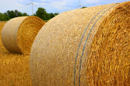 Straw bales harvest agriculture