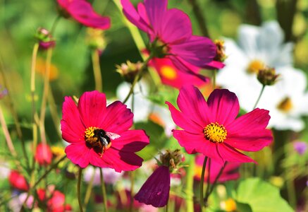 Meadow cosmos blossom photo