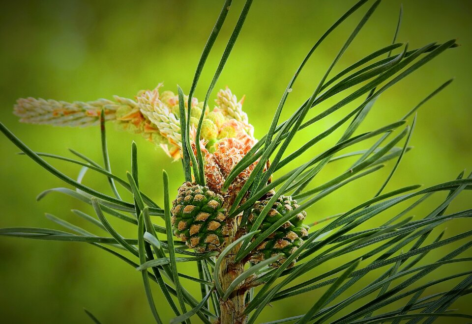 Plant young pine cones closeup