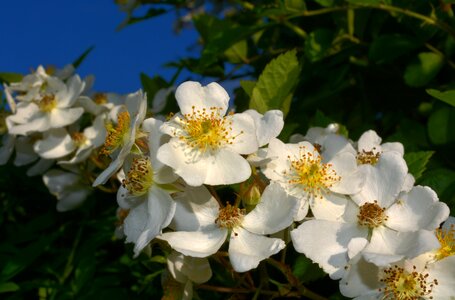 Nature blossom white
